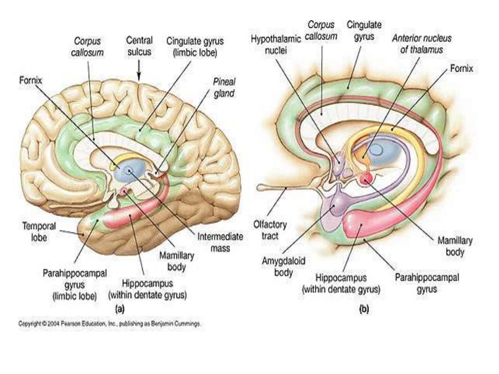 hippocampal-formation