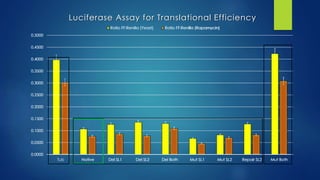 0.0000
0.0500
0.1000
0.1500
0.2000
0.2500
0.3000
0.3500
0.4000
0.4500
0.5000
Tub Native Del SL1 Del SL2 Del Both Mut SL1 Mut SL2 Repair SL2 Mut Both
Luciferase Assay for Translational Efficiency
Ratio FF:Renilla (Yeast) Ratio FF:Renilla (Rapamycin)
0.0000
0.0500
0.1000
0.1500
0.2000
0.2500
0.3000
0.3500
0.4000
0.4500
0.5000
Native Del SL1 Del SL2 Del Both Mut SL1 Mut SL2 Repair SL2 Mut Both
Luciferase Assay for Translational Efficiency
Ratio FF:Renilla (Yeast) Ratio FF:Renilla (Rapamycin)
 