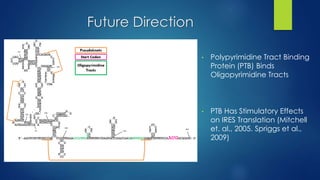 Future Direction
• Polypyrimidine Tract Binding
Protein (PTB) Binds
Oligopyrimidine Tracts
• PTB Has Stimulatory Effects
on IRES Translation (Mitchell
et. al., 2005. Spriggs et al.,
2009)
 