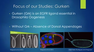 Focus of our Studies: Gurken
• Gurken (Grk) is an EGFR ligand essential in
Drosophila Oogenesis
• Without Grk – Absence of Dorsal Appendages
Dark Field: Rodriguez and Ferguson
Gurken
Ferguson et al. 2012Ferguson et al. 2012
 