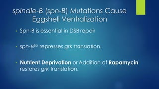 spindle-B (spn-B) Mutations Cause
Eggshell Ventralization
• Spn-B is essential in DSB repair
• spn-BBU represses grk translation.
• Nutrient Deprivation or Addition of Rapamycin
restores grk translation.
 