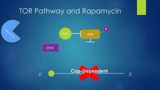 TOR Pathway and Rapamycin
TOR 4EBP
EIF4E
Cap-Dependent
P
5’ 3’
 