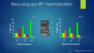 Rescuing spn-BBU Ventralization
Ferguson et al. 2012
 