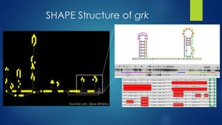 SHAPE Structure of grk
Fountain Lab - Dave DiPalma
 