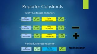 Reporter Constructs
grk
promoter
grk
5’ UTR
Firefly
Luciferase
grk
3’ UTR
Firefly luciferase reporters
Renilla luciferase reporter
grk
promoter
InR
5’ UTR
Renilla
Luciferase
grk
3’ UTR
grk
promoter
tub
5’ UTR
Firefly
Luciferase
grk
3’ UTR
grk
promoter
InR
5’ UTR
Firefly
Luciferase
grk
3’ UTR
Normalization
 