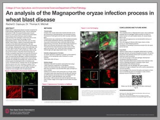 An analysis of the Magnaporthe oryzae infection process in
wheat blast disease
Rachel D. Capouya, Dr. Thomas K. Mitchell
ABSTRACT
Wheat blast is a devastating disease of wheat caused by the
fungal pathogen Magnaporthe oryzae, Triticum pathotype.
Discovered in 1985, the spread of wheat blast in South
America in recent years poses a threat to the United States
wheat industry and has fostered a need for better
understanding of the pathogen’s interactions with its host.
While much is known about the biology of other
Magnaporthe species, namely those that cause rice blast
disease, there remains a dearth of information about the
intricacies of the wheat blast pathosystem. We have
transformed the closest known native relative of the wheat
blast pathogen, Magnaporthe oryzae Lolium pathotype, the
causative agent of grey left spot disease on turfgrass, with
two fluorescent proteins, GFP and tdTomato, driven by the
strong ToxA promoter. Using these fluorescing fungi, we
infected susceptible wheat plants and observed the process
of infection at multiple stages in the fungal and wheat life
cycles. By examining the pathogen’s method of penetration,
infection, and reproduction of a grass host, we are able to
elucidate the histology and etiology of M. oryzae and make
strides towards discovering the basis of resistance and
control. Presented will be a detailed view into the pathogen’s
infection process over time, including an analysis of the
physical infection structures of the pathogen and points of
interaction of the pathogen and host, and the resulting
outlook for future progress with this pathosystem.
A) GFP-transformed hyphae and B) spores of M. oryzae Lolium pathotype. C)
tdTomato-transformed hyphae and D) spores of M. oryzae Lolium pathotype
Figure 3: Live Cell ImagingMETHODS
Transformation
•Isolates of M. oryzae Lolium were transformed with one of
two fluorescence-inducing plasmids, one housing the Green
Fluorescence Protein gene and the other housing a tdTomato
gene.
•Transformation was conducted via a PEG-mediated protoplast
transformation followed by selection using Hygromycin B.
•Successful transformants were confirmed using the Nikon
epifluoresence microscope. GFP was detected by excitation at
400nm and tdTomato was detected using a 700nm filter.
•Transformed lines were harvested as spore stocks on filter
paper and stored at -20°C. Active lines were maintained on
oatmeal agar with agar plug transfers every 7-14 days.
InductionofAppressoriumFormation
•A 1.0x102 spores/mL suspension in sterile H2O was placed in
droplets on the hydrophobic side of GelBond in a moist
chamber.
•Observation after 24 hours
InfectionAssays
•Detached millet leaf inoculations were performed using a
1.0x105 spores/mL suspension in 0.25% gelatin.
•Leaves from Setaria italica spp. viridis were inoculated by
both drop inoculations and saturated filter paper and kept in a
moist chamber.
•Additional inoculations were performed on 0.7% agar media.
•Inoculated leaves were examined 24h and 48h post infection
via epifluoresence microscopy and live cell imaging with the
Olympus MPE FV1000 Multiphoton Laser Scanning
Microscope. A 40X immersion lens with 6X optical zoom was
used to obtain images of the fungal structures within the plant
tissue.
CONCLUSIONS AND FUTURE WORK
Conclusions
•The completed work on Magnaporthe oryzae, Lolium pathotype
indicated that this pathogen indeed functions on millet in a
similar manner to its well-studied relative, M. oryzae Oryzae,
does on rice.
•Germ tube and appressorium are formed within 24 hours of
spore contact.
•Live cell imaging of infected millet leaves shows a similar
process at 2 days following infection.
•Possibility of a spreading of fluorescent protein from the spore
tip into the host.
FutureWork
•Perform similar assays on susceptible wheat plants to analyze
pathogen behavior and spread throughout the plant. This will be
performed using detached wheat tissue inoculations as well as
traditional spray inoculations.
•Live cell microscopy to fully track pathogen development
immediately following inoculation.
•Assess inoculated wheat tissue at several short intervals in the
24 hours following inoculation to develop a fuller visual
understanding of the infection process.
•Expand further into the pathogen life cycle to observe
movement through or between host cells as well as reproductive
structure formation.
•Use knowledge of the structure formation and invasion of host
tissue to identify key genes to investigate in order to find a
potential source of resistance or control.
ACKNOWLEDGEMENTS
Thank you to Dr. Veena Devi Ganeshan and Dominique Tate for all of your
help, insight, and encouragement.
Thank you Dr. Sara Cole for facilitating the live cell imaging and greatly
assisting with the editing and production of the presented images and video.
Figure 2: Appressorium Formation on GelBond
Figure 1: Generation of Fluorescent Transformants
CFAES provides research and related educational programs to clientele on a nondiscriminatory basis. For more information: http://go.osu.edu/cfaesdiversity.
College of Food, Agriculture, and Environmental Sciences/Department of Plant Pathology
Please scan the QR code to view a 3D video rendering of
Fig. 3C
A B
C D
A) GFP-transformed M. oryzae Lolium spore germinating and forming an appressorium 24h
post-infection on S. italcia spp. viridis. B) tdTomato-transformed spore germinating on S.
italica spp. viridis two DPI. C) Germinating spores and formed appressorium (white arrow)
two DPI. D) Magnaporthe germination and growth throughout millet leaf, two DPI. E)
tdTomato spore and appressorium (within white rectangle) on millet two DPI. F) 3D
rendering of structures in Fig. 3E.
A B
C D
A) Appressoria formation observed 24 hours after placement on hydrophobic surface.
B) Fluorescent image of a transformed spore forming an appressorium.
A B
E F
 