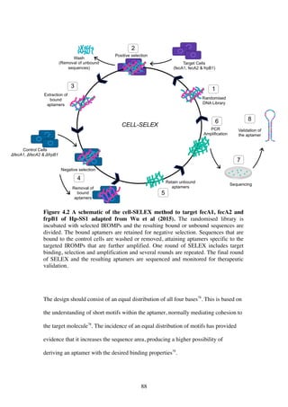 88
Figure 4.2 A schematic of the cell-SELEX method to target fecA1, fecA2 and
frpB1 of Hp-SS1 adapted from Wu et al (2015). The randomised library is
incubated with selected IROMPs and the resulting bound or unbound sequences are
divided. The bound aptamers are retained for negative selection. Sequences that are
bound to the control cells are washed or removed, attaining aptamers specific to the
targeted IROMPs that are further amplified. One round of SELEX includes target
binding, selection and amplification and several rounds are repeated. The final round
of SELEX and the resulting aptamers are sequenced and monitored for therapeutic
validation.
The design should consist of an equal distribution of all four bases78
. This is based on
the understanding of short motifs within the aptamer, normally mediating cohesion to
the target molecule78
. The incidence of an equal distribution of motifs has provided
evidence that it increases the sequence area, producing a higher possibility of
deriving an aptamer with the desired binding properties78
.
 