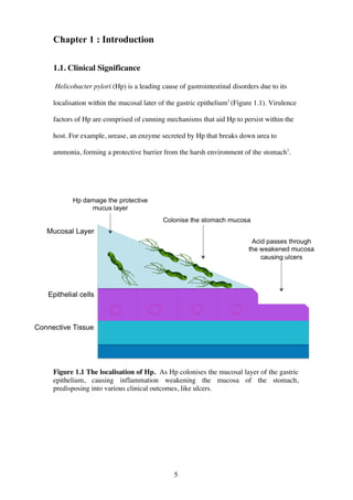 5
Chapter 1 : Introduction
1.1. Clinical Significance
Helicobacter pylori (Hp) is a leading cause of gastrointestinal disorders due to its
localisation within the mucosal later of the gastric epithelium1
(Figure 1.1). Virulence
factors of Hp are comprised of cunning mechanisms that aid Hp to persist within the
host. For example, urease, an enzyme secreted by Hp that breaks down urea to
ammonia, forming a protective barrier from the harsh environment of the stomach1
.
Figure 1.1 The localisation of Hp. As Hp colonises the mucosal layer of the gastric
epithelium, causing inflammation weakening the mucosa of the stomach,
predisposing into various clinical outcomes, like ulcers.
 