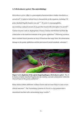 9
1.3 Helicobacter pylori: The microbiology
Helicobacter pylori (Hp) is a gram-negative bacterium that is further classified as a
curved rod10
. A spiral or helical form is characteristic to the organism, including 5-8
polar-sheathed flagella found at one end11-12
. H. pylori is microaerophillic,
necessitating a reduced amount of oxygen than found in the atmosphere for growth10
.
Various enzymes such as, Hydrogenase, Urease, Catalase and Oxidase facilitate Hp
colonisation in the harsh environment of the gastric epithelium10
. Following secretion,
these virulence factors promote an array of functions that range from, the colonisation,
damage to the gastric epithelium and the provision of crucial metabolic substrates13
.
Figure 1.4 A depiction of the spiral-shaped pathogen, Helicobacter pylori. The 5-
8 clusters of polar-sheathed flagella provide motility, and aids colonisation within the
mucosal layer of the gastric epithelium14
.
Some strains contain additional virulence factors and are more likely to cause severe
clinical outcomes15
. The Vacuolating cytotoxin A (VacA) is a key protein that is
internalised into host cells, accumulating large vesicles16
.
 