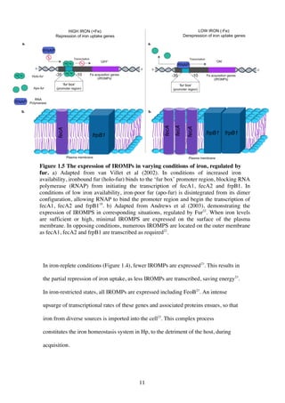 11
Figure 1.5 The expression of IROMPs in varying conditions of iron, regulated by
fur. a) Adapted from van Villet et al (2002). In conditions of increased iron
availability, ironbound fur (holo-fur) binds to the ‘fur box’ promoter region, blocking RNA
polymerase (RNAP) from initiating the transcription of fecA1, fecA2 and frpB1. In
conditions of low iron availability, iron-poor fur (apo-fur) is disintegrated from its dimer
configuration, allowing RNAP to bind the promoter region and begin the transcription of
fecA1, fecA2 and frpB119
. b) Adapted from Andrews et al (2003), demonstrating the
expression of IROMPS in corresponding situations, regulated by Fur22
. When iron levels
are sufficient or high, minimal IROMPS are expressed on the surface of the plasma
membrane. In opposing conditions, numerous IROMPS are located on the outer membrane
as fecA1, fecA2 and frpB1 are transcribed as required22
.
In iron-replete conditions (Figure 1.4), fewer IROMPs are expressed23
. This results in
the partial repression of iron uptake, as less IROMPs are transcribed, saving energy23
.
In iron-restricted states, all IROMPs are expressed including FeoB23
. An intense
upsurge of transcriptional rates of these genes and associated proteins ensues, so that
iron from diverse sources is imported into the cell23
. This complex process
constitutes the iron homeostasis system in Hp, to the detriment of the host, during
acquisition.
 