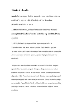 47
Chapter 3 : Results
Aim 1: To investigate the iron responsive outer membrane proteins
(ΔIROMPs) (ΔfecA1, ΔfecA2 and ΔfrpB1) of Hp and the
Helicobacter species in silico.
3.1 Shared functions, co-occurrence and conserved elements
amongst the Helicobacter species and of the Hp-SS1 IROMPs in
question
3.1.1 Phylogenetic analysis of iron regulating proteins in
Proteobacteria and most common to the Helicobacter species
To assess and re-confirm the significance of iron-regulating proteins amongst the
Proteobacteria and further sub-groups, a general phylogenetic inquiry was
undertaken.
The process of iron-regulation and the key proteins involved, were analysed
against related taxonomic groups to distinguish the genes conserved further
down the lineage and closer to Hp. The protein clusters database provided a set
of proteins within Proteobacteria, previously allocated to a specialised group of
iron-regulating genes that were conserved throughout various taxonomic groups.
As revealed in Figure 3.1, feoB, tolB, exbD and exbB were present in most of the
genealogy, involving various transporter and translocation functions in iron-
regulation.
 