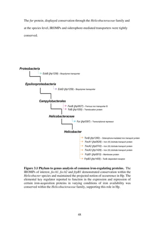 48
The fur protein, displayed conservation through the Helicobacteraceae family and
at the species level, IROMPs and siderophore-mediated transporters were tightly
conserved.
Figure 3.1 Phylum to genus analysis of common iron-regulating proteins. The
IROMPs of interest, fecA1, fecA2 and frpB1 demonstrated conservation within the
Helicobacter species and maintained the projected notion of occurrence in Hp. The
elemental key regulator reported to function in the expression and repression of
certain iron-acquisition proteins in varying conditions of iron availability was
conserved within the Helicobacteraceae family, supporting this role in Hp.
 