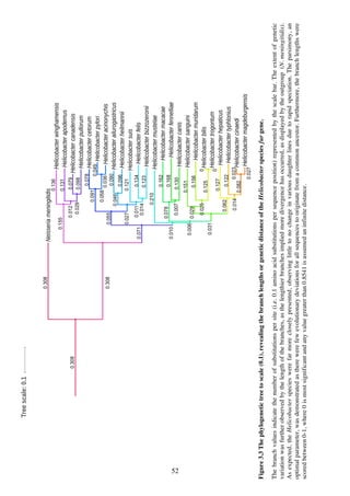 52
Figure3.3Thephylogenetictreetoscale(0.1),revealingthebranchlengthsorgeneticdistanceoftheHelicobacterspeciesfurgene.
Thebranchvaluesindicatethenumberofsubstitutionspersite(i.e.0.1aminoacidsubstitutionspersequenceposition)representedbythescalebar.Theextentofgenetic
variationwasfurtherobservedbythelengthofthebranches,asthelengthierbranchesimpliedmoredivergencehasoccurred,asdisplayedbytheoutgroup(N.meningitidis).
Asexpected,theHelicobacterspecieswerefarmorecloselypresented,observinglittletonochangeinvariousdaughterlinesduetorapidspeciation.Theparsimony,an
optimalparameter,wasdemonstratedastherewerefewevolutionarydeviationsforallsequencestooriginatefromacommonancestor.Furthermore,thebranchlengthswere
scoredbetween0-1,where0ismostsignificantandanyvaluegreaterthan0.8541isassumedaninfinitedistance.
 