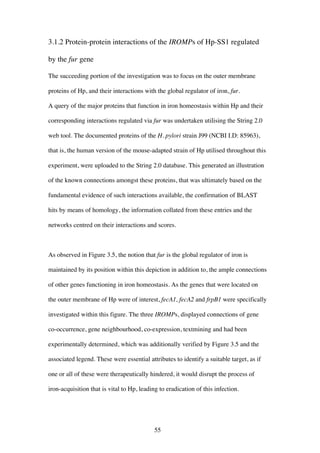 55
3.1.2 Protein-protein interactions of the IROMPs of Hp-SS1 regulated
by the fur gene
The succeeding portion of the investigation was to focus on the outer membrane
proteins of Hp, and their interactions with the global regulator of iron, fur.
A query of the major proteins that function in iron homeostasis within Hp and their
corresponding interactions regulated via fur was undertaken utilising the String 2.0
web tool. The documented proteins of the H. pylori strain J99 (NCBI I.D: 85963),
that is, the human version of the mouse-adapted strain of Hp utilised throughout this
experiment, were uploaded to the String 2.0 database. This generated an illustration
of the known connections amongst these proteins, that was ultimately based on the
fundamental evidence of such interactions available, the confirmation of BLAST
hits by means of homology, the information collated from these entries and the
networks centred on their interactions and scores.
As observed in Figure 3.5, the notion that fur is the global regulator of iron is
maintained by its position within this depiction in addition to, the ample connections
of other genes functioning in iron homeostasis. As the genes that were located on
the outer membrane of Hp were of interest, fecA1, fecA2 and frpB1 were specifically
investigated within this figure. The three IROMPs, displayed connections of gene
co-occurrence, gene neighbourhood, co-expression, textmining and had been
experimentally determined, which was additionally verified by Figure 3.5 and the
associated legend. These were essential attributes to identify a suitable target, as if
one or all of these were therapeutically hindered, it would disrupt the process of
iron-acquisition that is vital to Hp, leading to eradication of this infection.
 