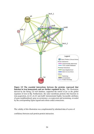 56
Figure 3.5 The essential interactions between the proteins expressed that
function in iron homeostasis and are further regulated by fur. The illustration
derived by the String 2.0 web database, supported the notion of fur as the global
regulator of iron in Hp. Furthermore, the outer membrane proteins that function in
iron-acquisition, fecA1, fecA2 and frpB1 demonstrated highly favourable attributes
of gene neighbourhood, gene co-occurrence, co-expression and textmining, revealed
by the corresponding figure legend and colour-coded connections.
The validity of this illustration was complimented by tabulated data of scores of
confidence between each protein-protein interaction.
 