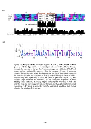 60
Figure 3.7 Analysis of the promoter regions of fecA1, fecA2, frpB1 and fur
genes specific to Hp. a) The sequence alignment computed by Clustal Omega,
revealed the presence of the ‘fur box’ consensus sequence within the IROMPs of
interest and fur, indicated by arrows, within the expected -35 and -10 promoter
elements displayed within boxes. The fundamental site for fur-dependant regulation
and more specifically, the repression of these iron-acquisition genes was identified,
demonstrating the importance of these IROMPs as potential targets. b) The
sequence logo generated by Weblogo 3 of the subsequent alignment, exposed
differing stacks of bases, at varying heights depicting the frequency of each (the
taller the base, the more frequently observed or conserved), displaying the predicted
endogenous 7-1-7 motif required for holo-fur dependent regulation that further
validated the anticipated occurrence.
 