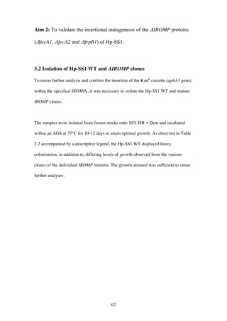 62
Aim 2: To validate the insertional mutagenesis of the ΔIROMP proteins
(ΔfecA1, ΔfecA2 and ΔfrpB1) of Hp-SS1.
3.2 Isolation of Hp-SS1 WT and ΔIROMP clones
To ensue further analysis and confirm the insertion of the KanR
cassette (aphA3 gene)
within the specified IROMPs, it was necessary to isolate the Hp-SS1 WT and mutant
IROMP clones.
The samples were isolated from frozen stocks onto 10% HB + Dent and incubated
within an AGS at 37°C for 10-12 days to attain optimal growth. As observed in Table
3.2 accompanied by a descriptive legend, the Hp-SS1 WT displayed heavy
colonisation, in addition to, differing levels of growth observed from the various
clones of the individual IROMP mutants. The growth attained was sufficient to ensue
further analyses.
 