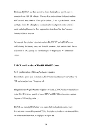 64
The three ΔIROMPs and their respective clones that displayed growth, were re-
inoculated onto 10% HB + Dent + 25μg/mL Kan, to investigate the insertion of the
KanR
cassette. The ΔIROMP clones, fecA1 clones 2, 3 and 5, fecA2 clones 3 and 4,
and frpB1 clones 1-8 all displayed comparative levels of growth on the selective
media including Kanamycin. This suggested the insertion of the KanR
cassette,
ensuing definitive analyses.
Each sample that obtained colonisation of the Hp-SS1 WT and ΔIROMPs were
purified using the DNeasy blood and tissue kit, to extract their genomic DNA for the
assessment of DNA quality and for the analysis of the projected WT and mutant
clones.
3.3 PCR confirmation of Hp-SS1 ΔIROMP clones
3.3.1 Confirmation of the Helicobacter species
To ascertain a genus-level confirmation, the WT and mutant clones were verified via
PCR and visualised on a 1% agarose gel.
The genomic DNA (gDNA) of the respective WT and ΔIROMP clones were amplified
by the 16s rRNA genus specific primers, H276F and H676R to observe an expected
fragment of 376bp (Appendix 1).
The WT and mutant IROMPs that were successfully isolated and purified were
detected at the expected fragment of 376bp, displaying optimal concentrations of DNA
for further experimentation, as displayed in Figure 3.8.
 