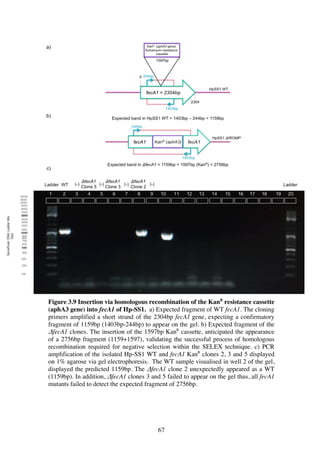 67
Figure 3.9 Insertion via homologous recombination of the KanR
resistance cassette
(aphA3 gene) into fecA1 of Hp-SS1. a) Expected fragment of WT fecA1. The cloning
primers amplified a short strand of the 2304bp fecA1 gene, expecting a confirmatory
fragment of 1159bp (1403bp-244bp) to appear on the gel. b) Expected fragment of the
ΔfecA1 clones. The insertion of the 1597bp KanR
cassette, anticipated the appearance
of a 2756bp fragment (1159+1597), validating the successful process of homologous
recombination required for negative selection within the SELEX technique. c) PCR
amplification of the isolated Hp-SS1 WT and fecA1 KanR
clones 2, 3 and 5 displayed
on 1% agarose via gel electrophoresis. The WT sample visualised in well 2 of the gel,
displayed the predicted 1159bp. The ΔfecA1 clone 2 unexpectedly appeared as a WT
(1159bp). In addition, ΔfecA1 clones 3 and 5 failed to appear on the gel thus, all fecA1
mutants failed to detect the expected fragment of 2756bp.
 