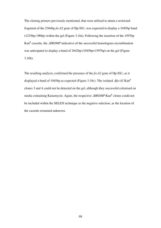 68
The cloning primers previously mentioned, that were utilised to attain a restricted
fragment of the 2364bp fecA2 gene of Hp-SS1, was expected to display a 1045bp band
(1235bp-190bp) within the gel (Figure 3.10a). Following the insertion of the 1597bp
KanR
cassette, the ΔIROMP indicative of the successful homologous recombination
was anticipated to display a band of 2642bp (1045bp+1597bp) on the gel (Figure
3.10b).
The resulting analysis, confirmed the presence of the fecA2 gene of Hp-SS1, as it
displayed a band of 1045bp as expected (Figure 3.10c). The isolated ΔfecA2 KanR
clones 3 and 4 could not be detected on the gel, although they successful colonised on
media containing Kanamycin. Again, the respective ΔIROMP KanR
clones could not
be included within the SELEX technique as the negative selection, as the location of
the cassette remained unknown.
 