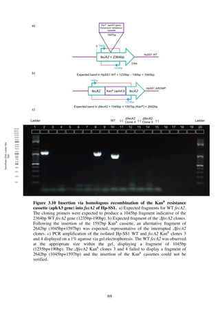 69
Figure 3.10 Insertion via homologous recombination of the KanR
resistance
cassette (aphA3 gene) into fecA2 of Hp-SS1. a) Expected fragments for WT fecA2.
The cloning primers were expected to produce a 1045bp fragment indicative of the
2364bp WT fecA2 gene (1235bp-190bp). b) Expected fragment of the ΔfecA2 clones.
Following the insertion of the 1597bp KanR
cassette, an alternative fragment of
2642bp (1045bp+1597bp) was expected, representative of the interrupted ΔfecA2
clones. c) PCR amplification of the isolated Hp-SS1 WT and fecA2 KanR
clones 3
and 4 displayed on a 1% agarose via gel electrophoresis. The WT fecA2 was observed
at the appropriate size within the gel, displaying a fragment of 1045bp
(1235bp+190bp). The ΔfecA2 KanR
clones 3 and 4 failed to display a fragment of
2642bp (1045bp+1597bp) and the insertion of the KanR
cassettes could not be
verified.
 