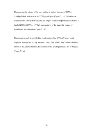 70
The gene specific primers of Hp were utilised to attain a fragment of 1077bp
(1396bp-319bp) indicative of the 2376bp frpB1 gene (Figure 3.11a). Following the
insertion of the 1597bp KanR
cassette, the ΔfrpB1 clones were predicated to observe a
band of 2674bp (1077bp+1597bp), representative of the successful process of
homologous recombination (Figure 3.11b).
The respective analysis provided the confirmation of the WT frpB1 gene, which
displayed the expected 1077bp fragment (3.11c). The ΔfrpB1 KanR
clones 1-8 did not
appear on the gel and therefore, the insertion of the aphA3 gene could not be detected
(Figure 3.11c).
 