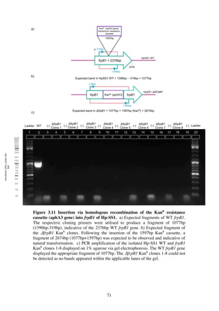 71
Figure 3.11 Insertion via homologous recombination of the KanR
resistance
cassette (aphA3 gene) into frpB1 of Hp-SS1. a) Expected fragments of WT frpB1.
The respective cloning primers were utilised to produce a fragment of 1077bp
(1396bp-319bp), indicative of the 2376bp WT frpB1 gene. b) Expected fragment of
the ΔfrpB1 KanR
clones. Following the insertion of the 1597bp KanR
cassette, a
fragment of 2674bp (1077bp+1597bp) was expected to be observed and indicative of
natural transformation. c) PCR amplification of the isolated Hp-SS1 WT and frpB1
KanR
clones 1-8 displayed on 1% agarose via gel electrophoresis. The WT frpB1 gene
displayed the appropriate fragment of 1077bp. The ΔfrpB1 KanR
clones 1-8 could not
be detected as no bands appeared within the applicable lanes of the gel.
 