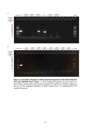 73
Figure 3.12 Further attempts to attain expected fragments of all isolated Hp-SS1
WT and ΔIROMP KanR
clones. a) The amplified fragments of fecA1 and fecA2
KanR
clones, repetitively demonstrated expected WT fragments or failed to appear on
the gel. b) The amplified fragments of frpB1 KanR clones 1-8, displaying the WT
expected fragment.
 