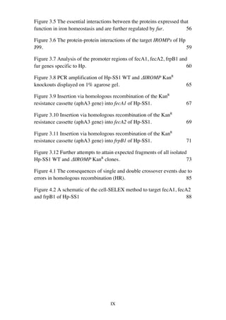 IX
Figure 3.5 The essential interactions between the proteins expressed that
function in iron homeostasis and are further regulated by fur. 56	
Figure 3.6 The protein-protein interactions of the target IROMPs of Hp
J99. 59	
Figure 3.7 Analysis of the promoter regions of fecA1, fecA2, frpB1 and
fur genes specific to Hp. 60	
Figure 3.8 PCR amplification of Hp-SS1 WT and ΔIROMP KanR
knockouts displayed on 1% agarose gel. 65	
Figure 3.9 Insertion via homologous recombination of the KanR
resistance cassette (aphA3 gene) into fecA1 of Hp-SS1. 67	
Figure 3.10 Insertion via homologous recombination of the KanR
resistance cassette (aphA3 gene) into fecA2 of Hp-SS1. 69	
Figure 3.11 Insertion via homologous recombination of the KanR
resistance cassette (aphA3 gene) into frpB1 of Hp-SS1. 71	
Figure 3.12 Further attempts to attain expected fragments of all isolated
Hp-SS1 WT and ΔIROMP KanR
clones. 73	
Figure 4.1 The consequences of single and double crossover events due to
errors in homologous recombination (HR). 85	
Figure 4.2 A schematic of the cell-SELEX method to target fecA1, fecA2
and frpB1 of Hp-SS1 88	
 