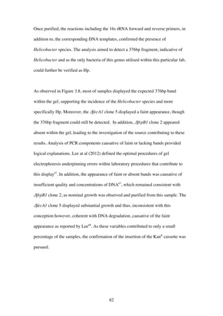 82
Once purified, the reactions including the 16s rRNA forward and reverse primers, in
addition to, the corresponding DNA templates, confirmed the presence of
Helicobacter species. The analysis aimed to detect a 376bp fragment, indicative of
Helicobacter and as the only bacteria of this genus utilised within this particular lab,
could further be verified as Hp.
As observed in Figure 3.8, most of samples displayed the expected 376bp band
within the gel, supporting the incidence of the Helicobacter species and more
specifically Hp. Moreover, the ΔfecA1 clone 5 displayed a faint appearance, though
the 376bp fragment could still be detected. In addition, ΔfrpB1 clone 2 appeared
absent within the gel, leading to the investigation of the source contributing to these
results. Analysis of PCR components causative of faint or lacking bands provided
logical explanations. Lee at al (2012) defined the optimal procedures of gel
electrophoresis underpinning errors within laboratory procedures that contribute to
this display67
. In addition, the appearance of faint or absent bands was causative of
insufficient quality and concentrations of DNA67
, which remained consistent with
ΔfrpB1 clone 2, as nominal growth was observed and purified from this sample. The
ΔfecA1 clone 5 displayed substantial growth and thus, inconsistent with this
conception however, coherent with DNA degradation, causative of the faint
appearance as reported by Lee68
. As these variables contributed to only a small
percentage of the samples, the confirmation of the insertion of the KanR
cassette was
pursued.
 