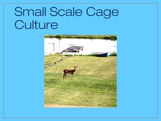 Small Scale Cage
Culture
 
