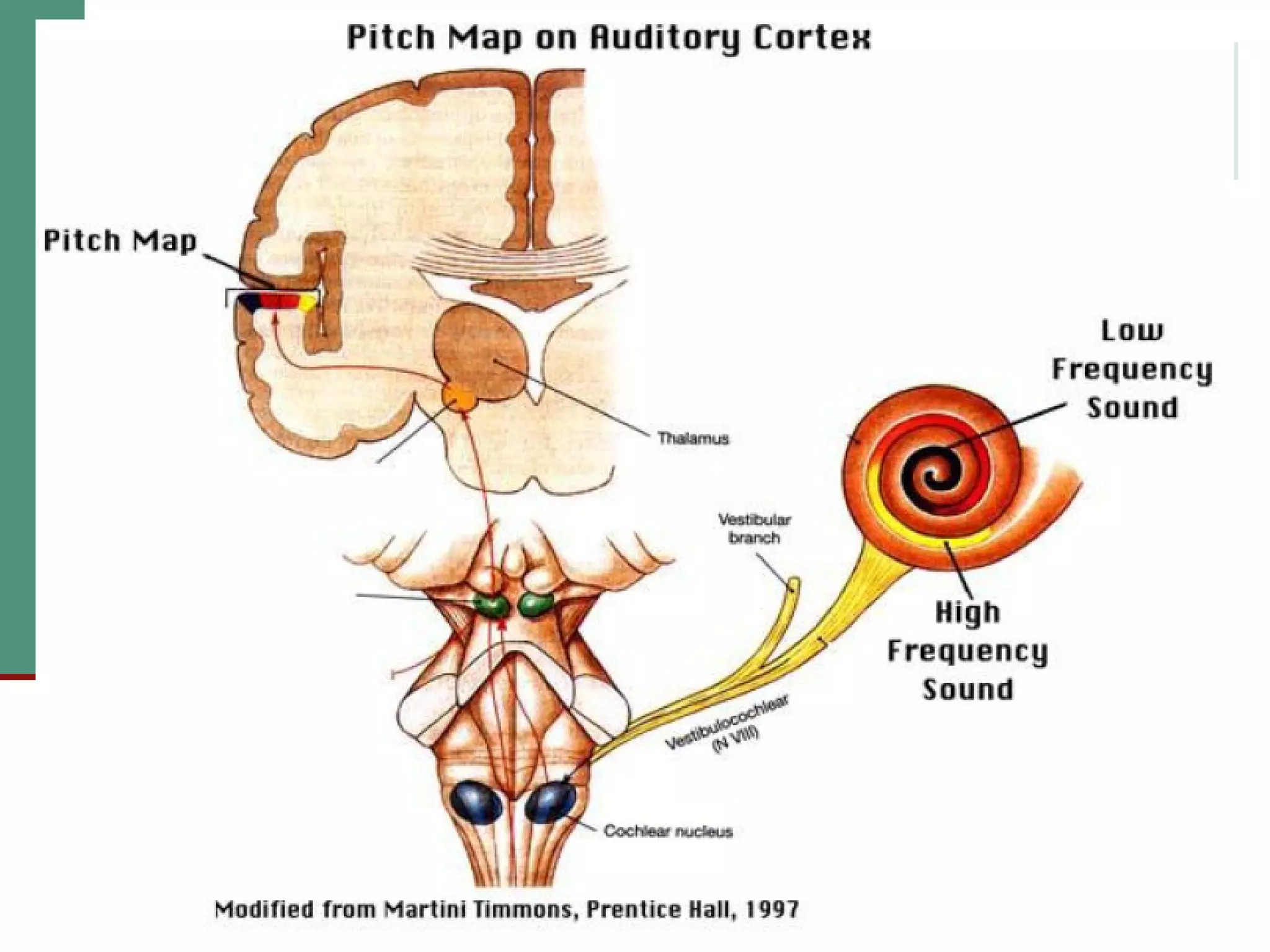2(c) anatomy and physiology of the peripheral and central auditory ...