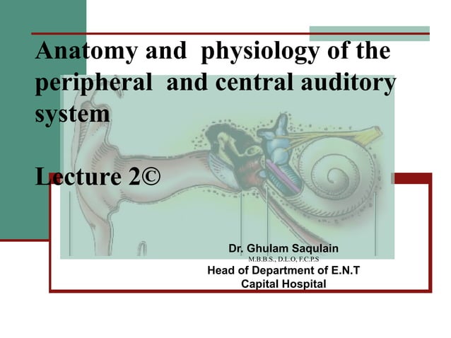 2(c) anatomy and physiology of the peripheral and central auditory ...