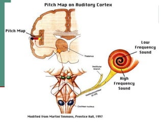 2(c) anatomy and physiology of the peripheral and central auditory ...