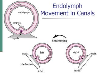 2(c) anatomy and physiology of the peripheral and central auditory ...