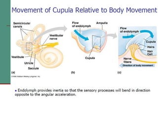 2(c) anatomy and physiology of the peripheral and central auditory ...