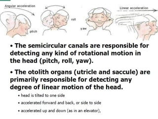 2(c) anatomy and physiology of the peripheral and central auditory ...
