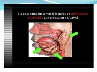 2 cap. 2 alimento e digestão. 8 ano