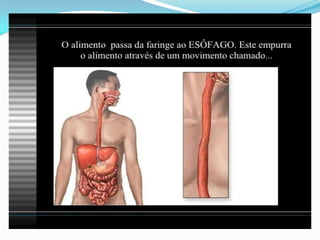 2 cap. 2 alimento e digestão. 8 ano