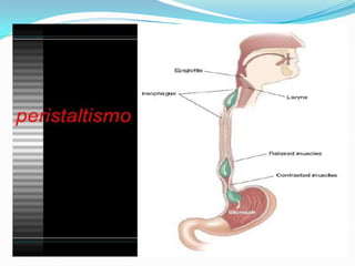 2 cap. 2 alimento e digestão. 8 ano