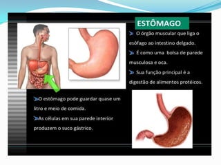 2 cap. 2 alimento e digestão. 8 ano