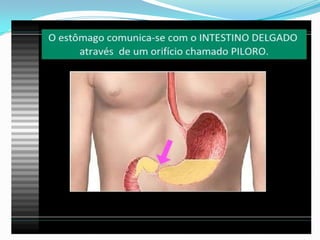 2 cap. 2 alimento e digestão. 8 ano