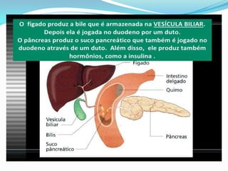 2 cap. 2 alimento e digestão. 8 ano