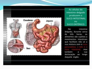 2 cap. 2 alimento e digestão. 8 ano