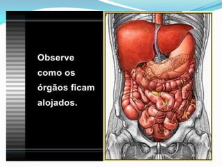 2 cap. 2 alimento e digestão. 8 ano