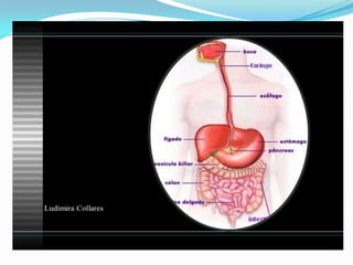 2 cap. 2 alimento e digestão. 8 ano