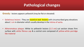 Pathological changes
Grossly : lesions appears yellowish (may be flat or elevated)
▪ Gelatinous lesions : They are round or oval lesions with circumscribed grey elevations
about 1 cm in diameter which usually develop in the intima of aorta.
▪ Atheromatous plaque: White to yellowish lesions (1-2 cm) cut section shows firm
surface with white fibrous cap & a central core composed of yellow-white porridge
like material
 