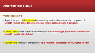 Atheromatous plaque
Microscopically :
▪ Superficial part of fibrous cap is covered by endothelium, which is composed of
smooth muscle cells, dense connective tissue, proteoglycans & collagen
▪ Cellular area under fibrous cap composed of macrophages, foam cells, lymphocytes,
smooth muscle cells & lipid
▪ Deeper core consist of extracellular lipid material, cholesterol, fibrin, necrotic debris
 