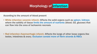 Morphology of infarction
According to the amount of blood present
▪ White infarction (anemic infarct): Affects the solid organs such as spleen, kidneys
where the solidity of tissue limits the amount of nutrients (blood, O2, glucose) that
can flow into the area of ischaemic necrosis
▪ Red infarction (haemorrhagic infarct): Affects the lungs of other loose organs like
testes, intestines & ovary. Occlusion consist more of fibrin strands & RBCs
 
