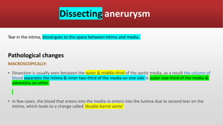 Dissecting anerurysm
Tear in the intima, blood goes to the space between intima and media.
Pathological changes
MACROSCOPICALLY:
▪ Dissection is usually seen between the outer & middle third of the aortic media, as a result the column of
blood separates the intima & inner two-third of the media on one side & outer one-third of the media &
adventitia on other
▪ In few cases, the blood that enters into the media re-enters into the lumina due to second tear on the
intima, which leads to a change called ‘double barrel aorta’
 